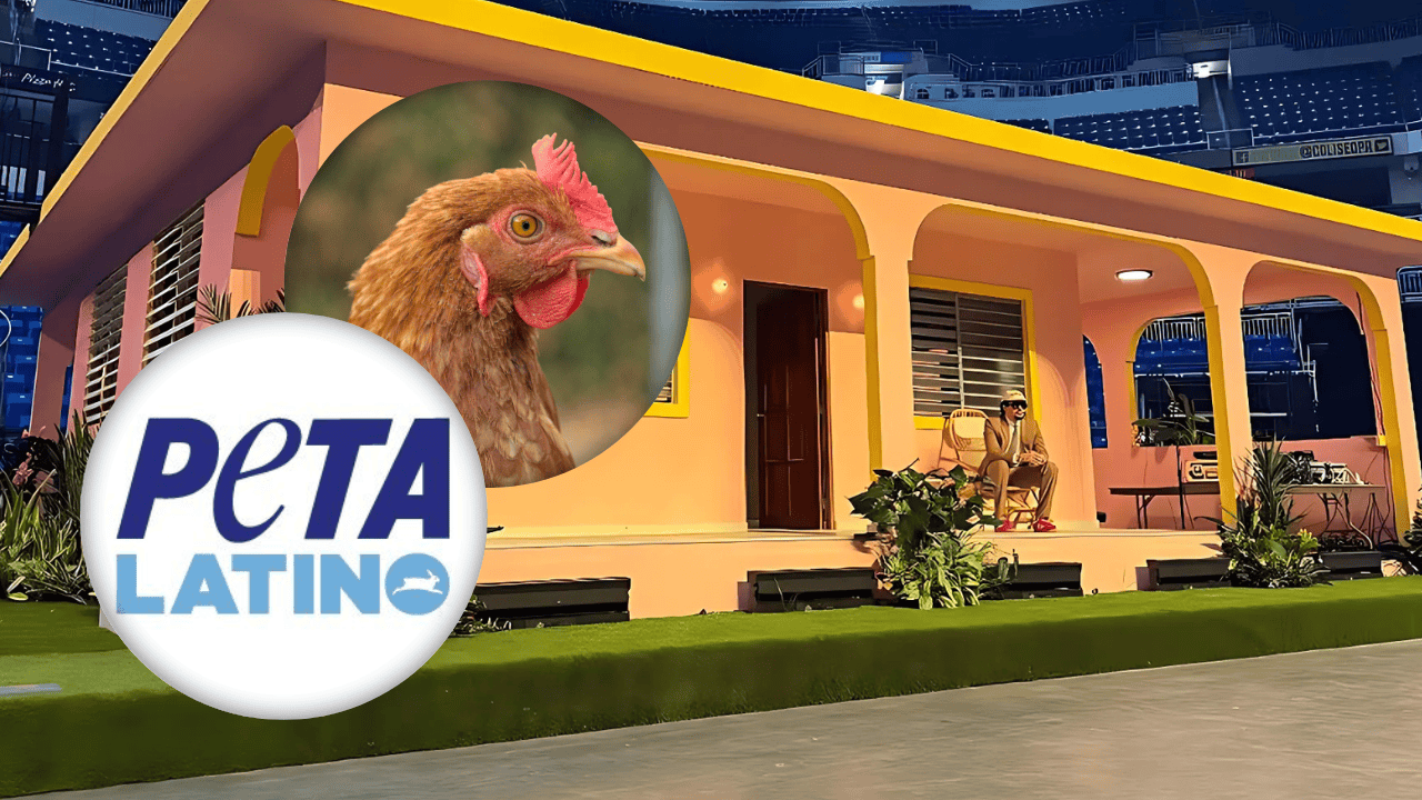 Logo de Peta, cabeza de gallina, escenografía de Bad Bunny en el Choliseo
