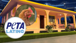 Logo de Peta, cabeza de gallina, escenografía de Bad Bunny en el Choliseo